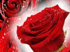 Red Roses Puzzle